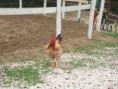 /album/galleria-fotografica/gallo-del-pollaio-jpg/
